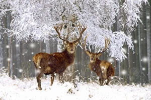 Images Dated 24th May 2021: Red Deer - bucks in snow Date: 24-05-2021