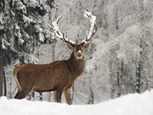 Images Dated 18th November 2009: Red Deer - bucks in snow - Germany