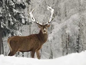 Deer Prints: Red Deer - bucks in snow - Germany