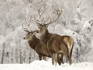 Red Deer - bucks in snow - Germany