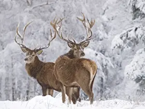 Red Deer - bucks in snow - Germany
