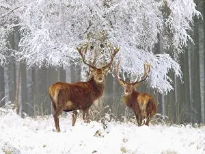 Deer Prints: Red Deer - bucks in snow - Germany