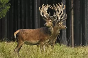 Red Deer - bucks in summer with velvet racks
