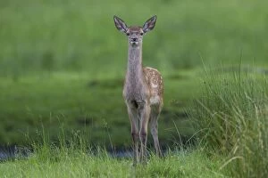 Images Dated 18th June 2016: Red Deer calf summer Red Deer calf in meadow in summer