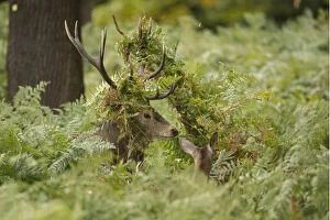 Bucks Gallery: red deer (Cervus elaphus), Stag with ferns tangled