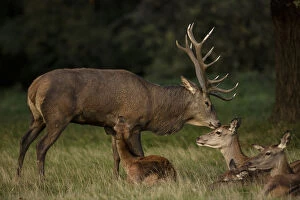 Stag Gallery: red deer (Cervus elaphus), Stag during rut, interacting