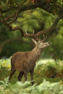 Smelling Gallery: red deer (Cervus elaphus), Stag during rut, rubbing
