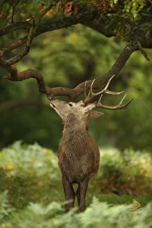 Smelling Gallery: red deer (Cervus elaphus), Stag during rut, smelling