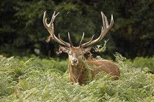 Bucks Gallery: red deer (Cervus elaphus), Stag during rut, thrashing