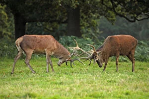 Stag Gallery: red deer (Cervus elaphus), Stags fighting during