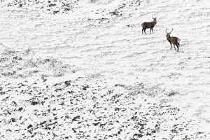 Images Dated 16th May 2020: Red Deer (Cervus elaphus) - wailking through