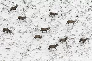 Deers Gallery: Red Deer (Cervus elaphus) - wailking through snow - Cairngorms National Park, Scotland
