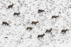 Red Deer (Cervus elaphus) ~ wailking through snow ~ Cairngorms National Park, Scotland