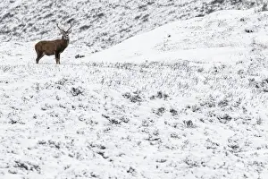 Red Deer (Cervus elaphus) ~ wailking through snow ~ Cairngorms National Park, Scotland