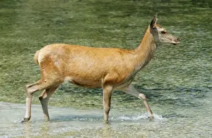 Hinds Prints: Red Deer - Doe (female)