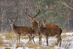 Red Deer - in falling snow