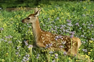 Red Deer - fawn