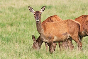 Red Deer - female