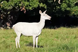 Deer Prints: Red Deer - female albino - Dyrehaven Park Copenhagen