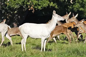 Red Deer - female albino - Dyrehaven Park Copenhagen