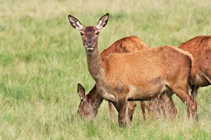 Scandinavia Collection: Red Deer - female- Dyrehaven Park Copenhagen