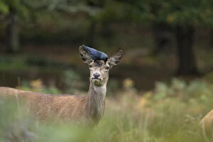 Species Gallery: Red Deer - Female with Raven - Richmond Park - London - UK