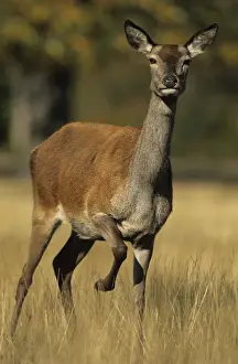 Hind Prints: Red Deer - Female, UK