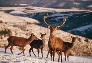 Red Deer FL 116 In snow Cervus elaphus © Ferrero-Labat / ARDEA LONDON
