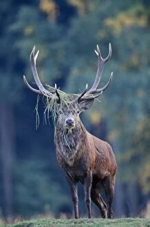 Red Deer - with grass / foliage caught in antlers