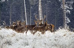 Red Deer - group in snow
