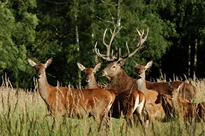 Deer Prints: Red Deer - herd with buck and hinds, Germany