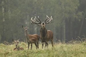 Images Dated 28th September 2010: Red Deer - herd in rut - buck belling - Saxonia - Germany