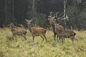 Red Deer - herd in rut - buck belling - Saxonia - Germany