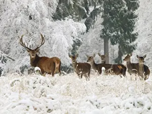 Does Prints: Red Deer - herd in snow - Germany