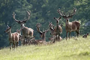 Hinds Prints: Red Deer - herd of stags and hinds - alert on meadow - Hessen - Germany