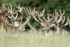 Red Deer - herd of stags resting - showing velvet covered antlers - Lower Saxony - Germany