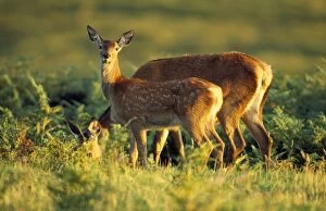 Images Dated 12th October 2006: Red Deer - hind with calf