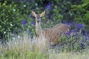 Images Dated 14th April 2008: Red Deer - hind, amongst wild lavender, Alentejo, Portugal