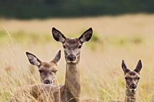 Deers Gallery: Red Deer - three hinds
