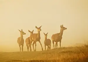 Deers Prints: Red Deer - hinds in mist at sunrise - Richmond Park UK 14994