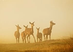 Images Dated 14th October 2011: Red Deer - hinds in mist at sunrise - Richmond Park UK 14994