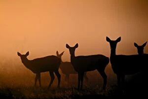 Images Dated 14th October 2011: Red Deer - hinds at sunrise - Richmond Park UK 14996
