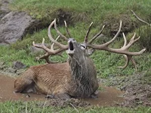 Images Dated 9th October 2010: Red Deer - lying down in puddle - in rut - buck belling