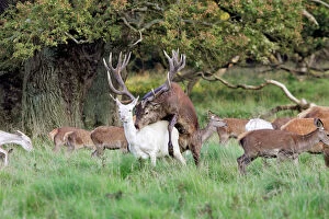 Scandinavia Collection: Red Deer - male and albino female mating - Dyrehaven Park Copenhagen