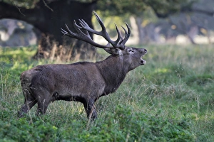 Images Dated 26th September 2006: Red Deer - male - Dyrehave Park Copenhagen Denmark