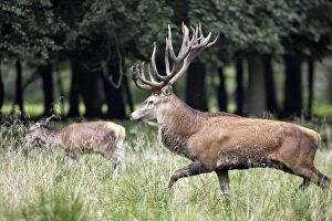 Images Dated 30th September 2006: Red Deer - male - Dyrehave Park Copenhagen Denmark