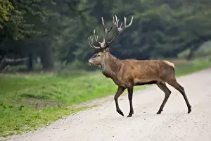 Red Deer - male - Dyrehave Park Copenhagen Denmark