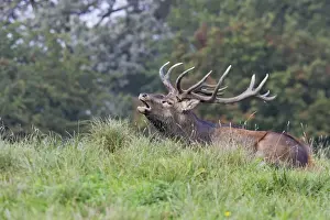 Red Deer - male - Dyrehave Park Copenhagen Denmark