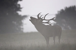 Images Dated 26th September 2006: Red Deer - male - Dyrehaven Park Copenhagen