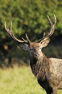 Images Dated 26th September 2006: Red Deer - male - Dyrehaven Park Copenhagen